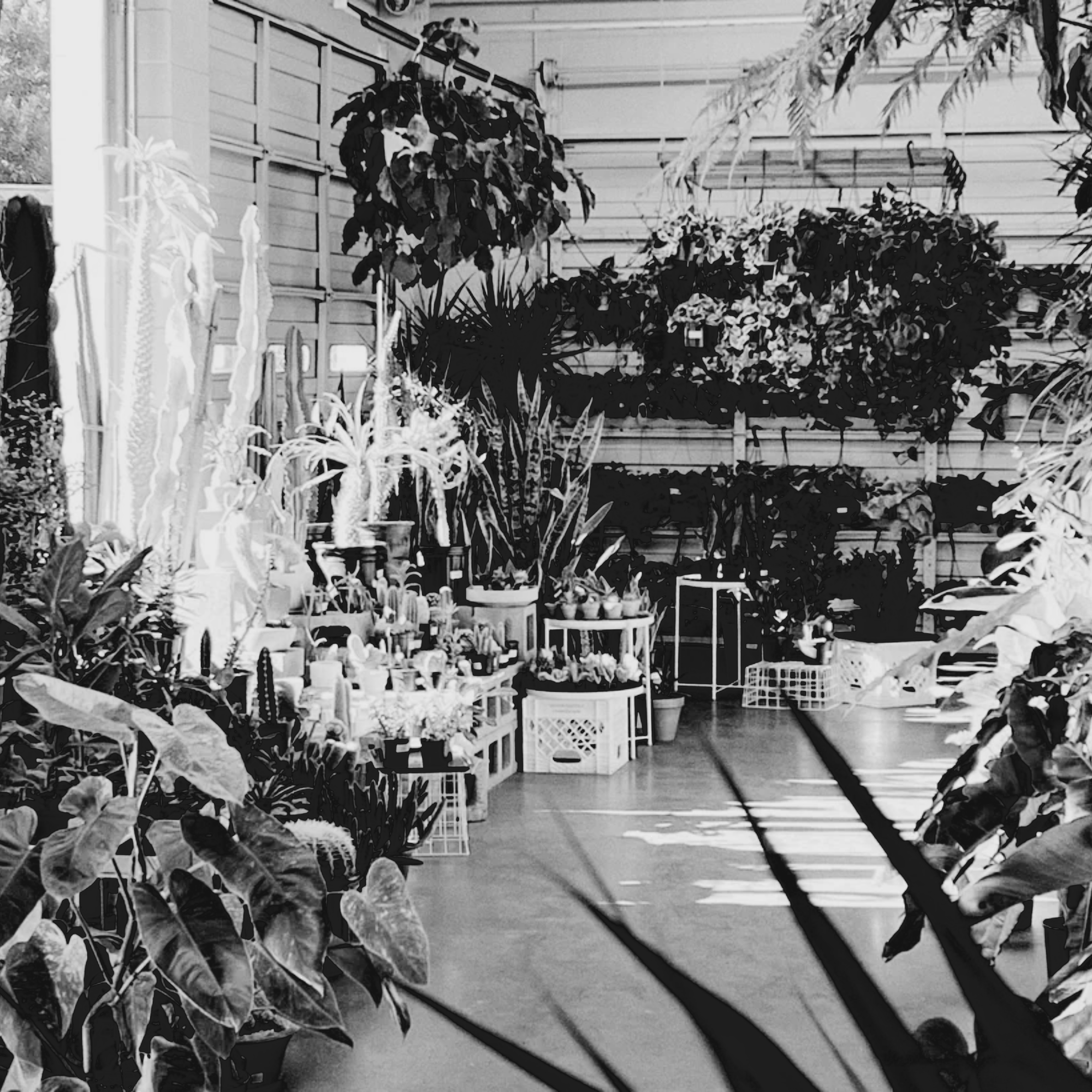 Pruner Sharpening Workshop at Arium Botanicals - Seisuke Knife