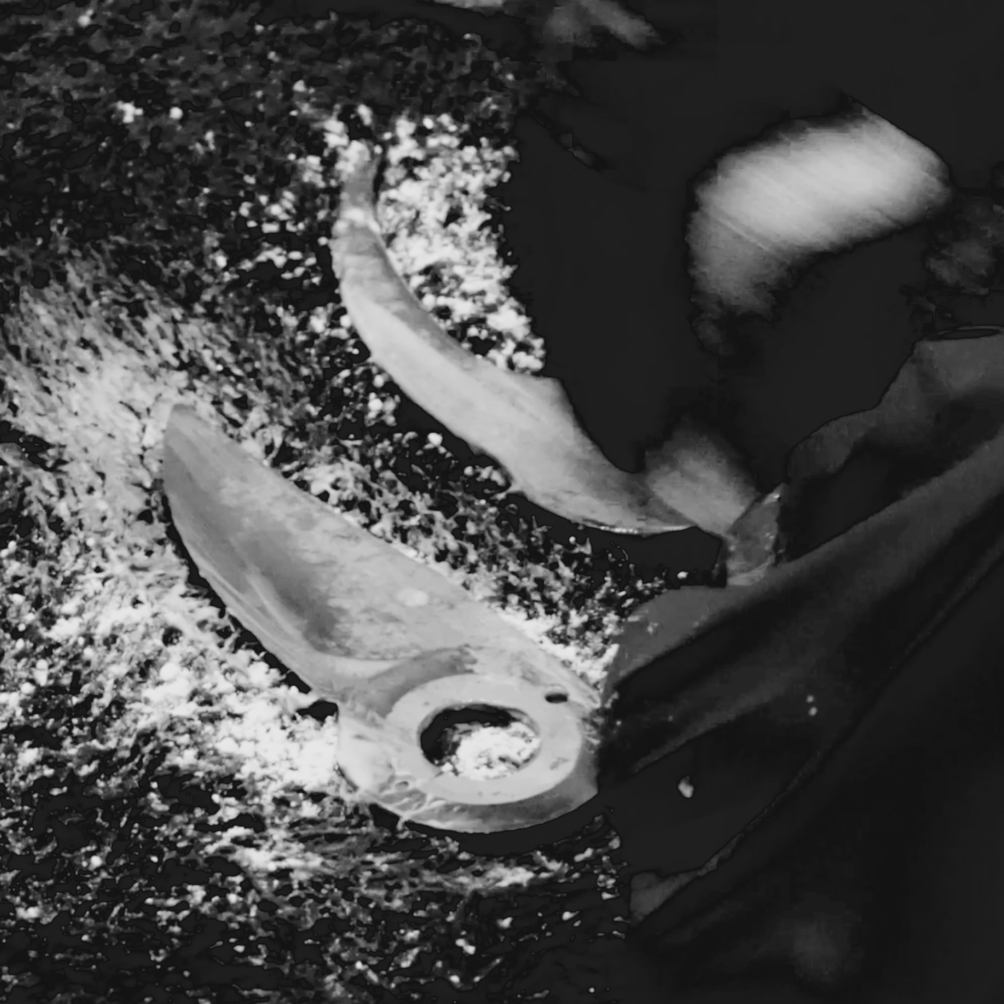 Pruner Sharpening Workshop at Arium Botanicals - Seisuke Knife