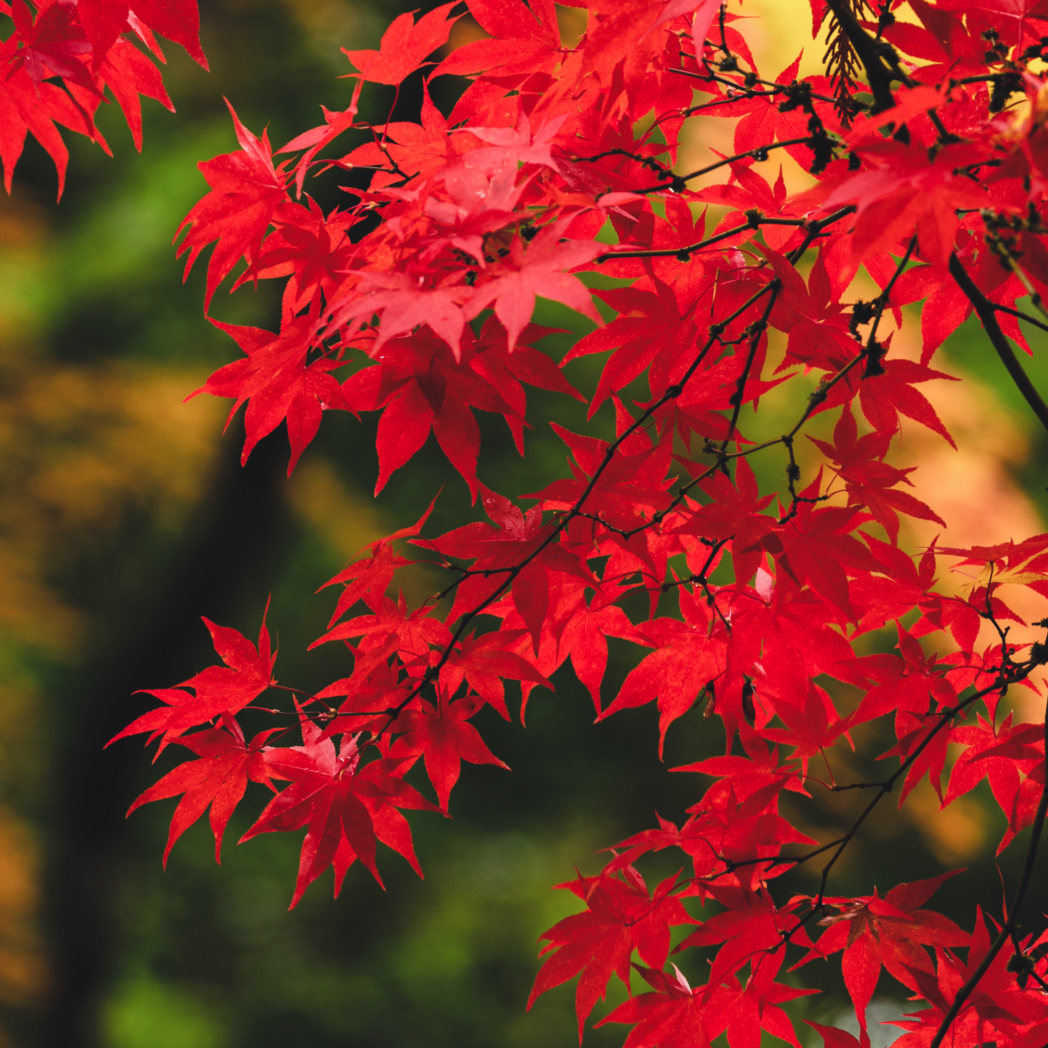 Autumn Collection. Close-up of vibrant red maple leaves against a blurred green background